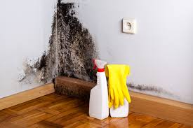 Why You Should Choose Our Mold Remediation Services in Cliffside Park, NJ